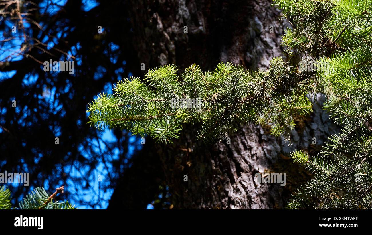 Branch of a Kefalonia fir (Abies cephalonica), tree trunk, Mount Enos, Kefalonia Island, Ionian Islands, Greece, Europe Stock Photo