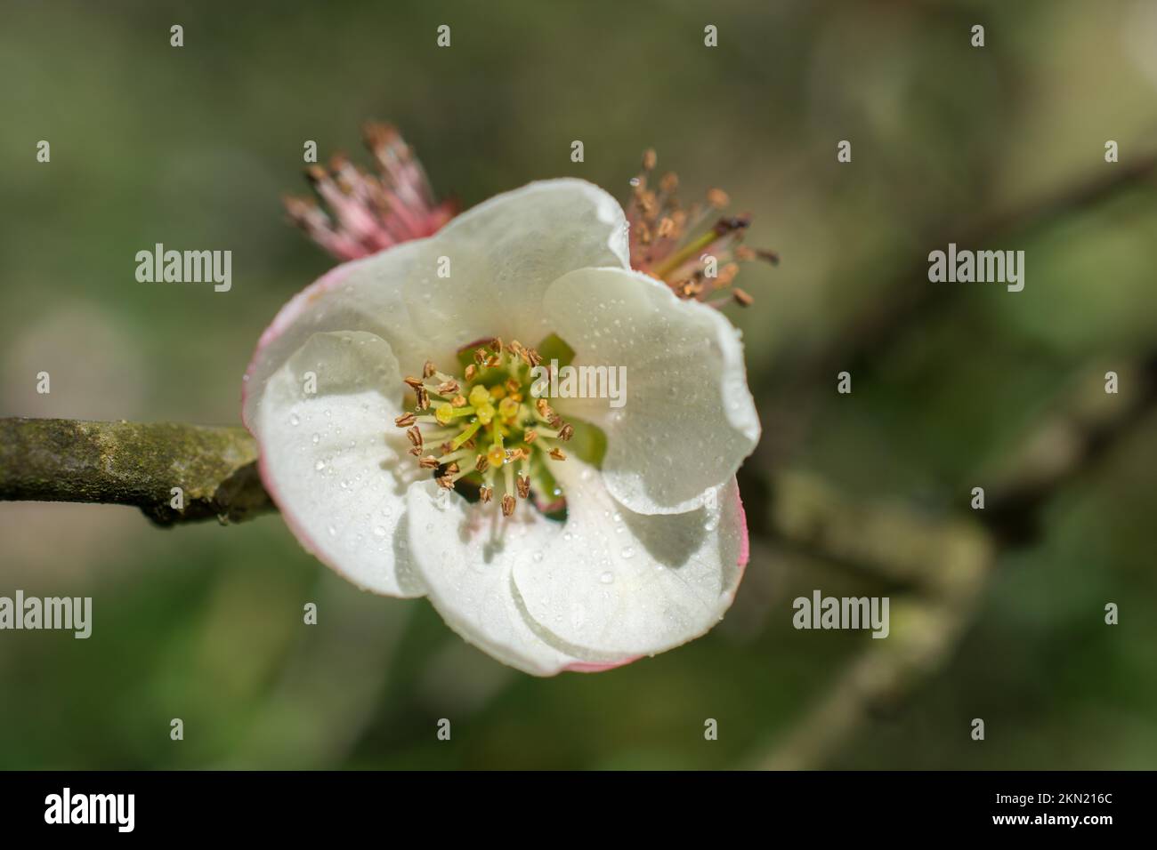 Tree bloom blossom beautiful flowers in spring season Stock Photo - Alamy