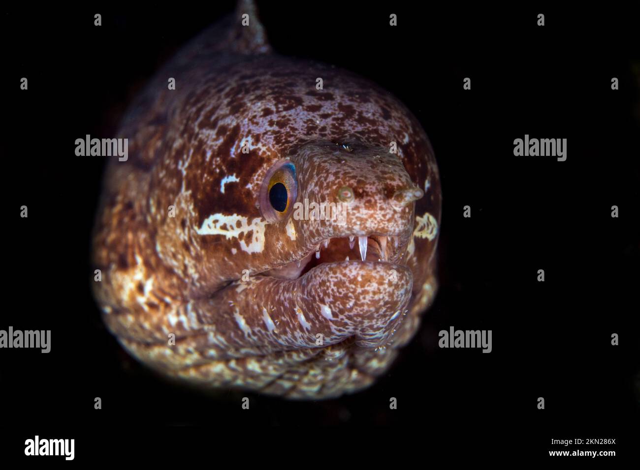 Brown moray eel showing off its teeth as it stretched its jaw Stock