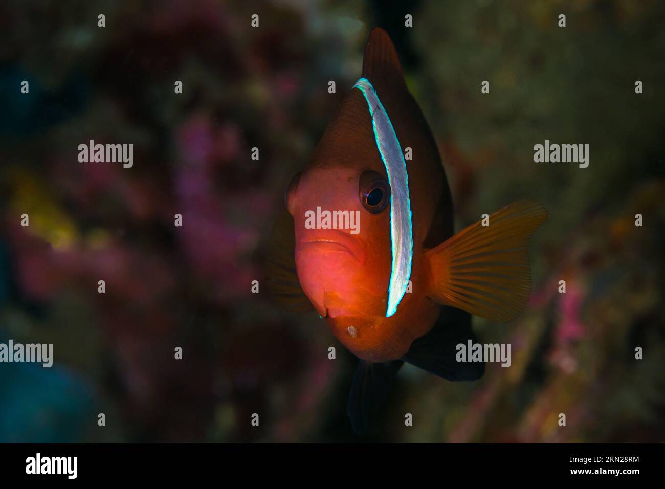 Tomato clown fish swimming above anemone - Amphiprion frenatus - Tomato clownfish Stock Photo
