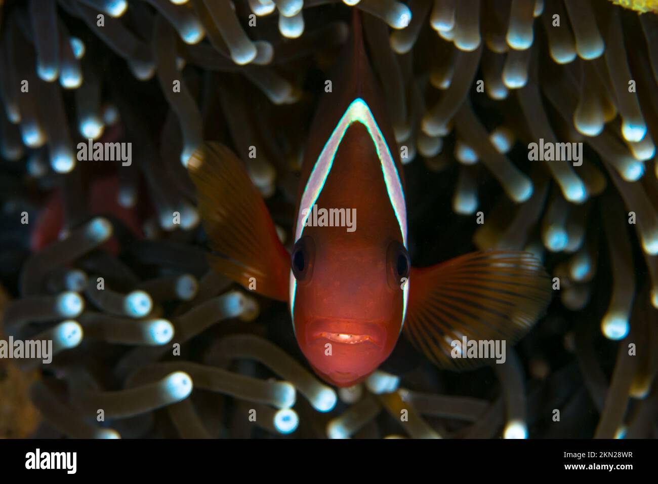 Tomato clown fish swimming above anemone - Amphiprion frenatus - Tomato clownfish Stock Photo