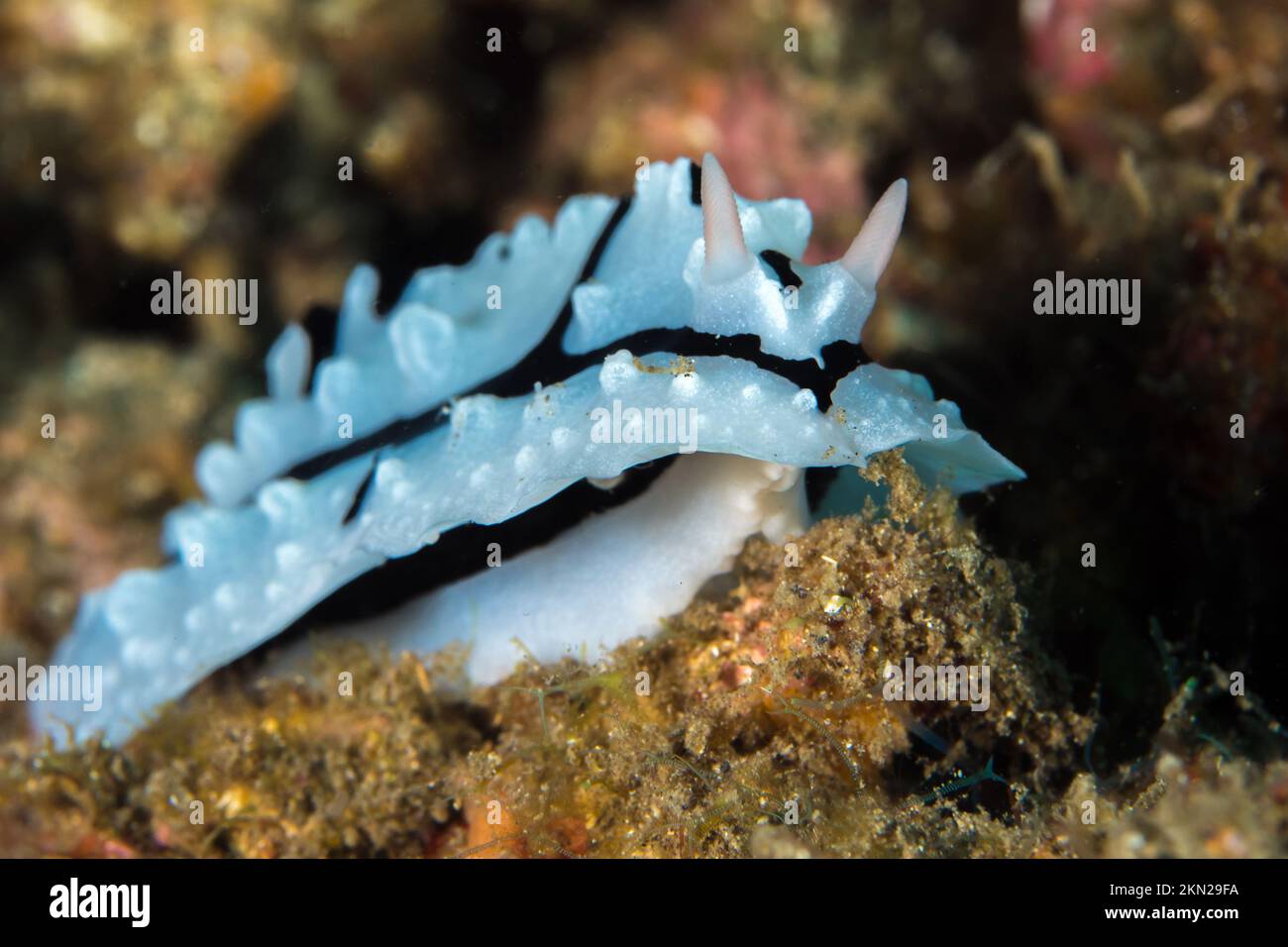 Colorful nudibranch sea slug crawling above coral reef in indonesia Stock Photo