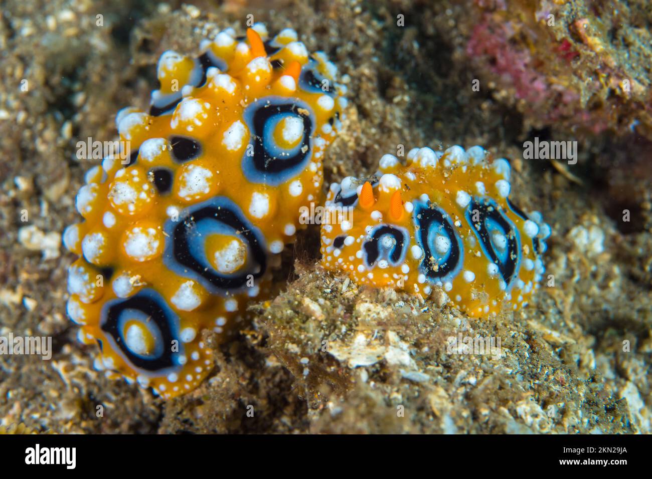 Colorful nudibranch sea slug crawling above coral reef in indonesia Stock Photo