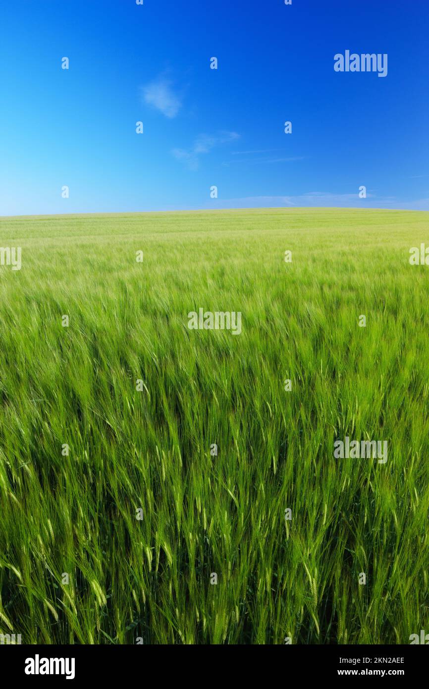 A landscape photo of a green field and blue sky Stock Photo - Alamy