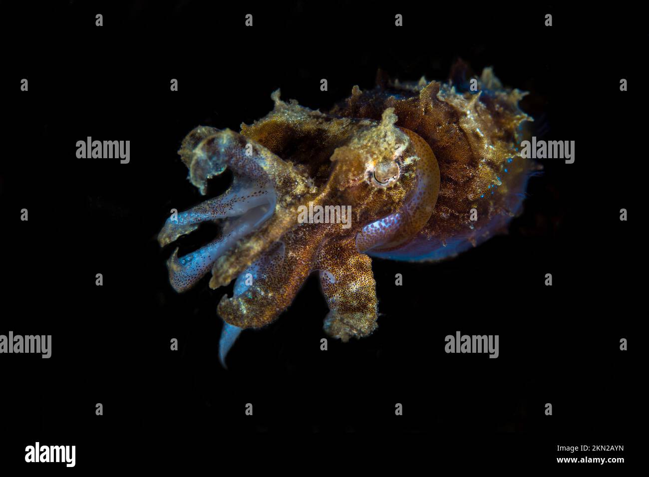 Papuan cuttlefish swimming about coral reef  - Stock Photo