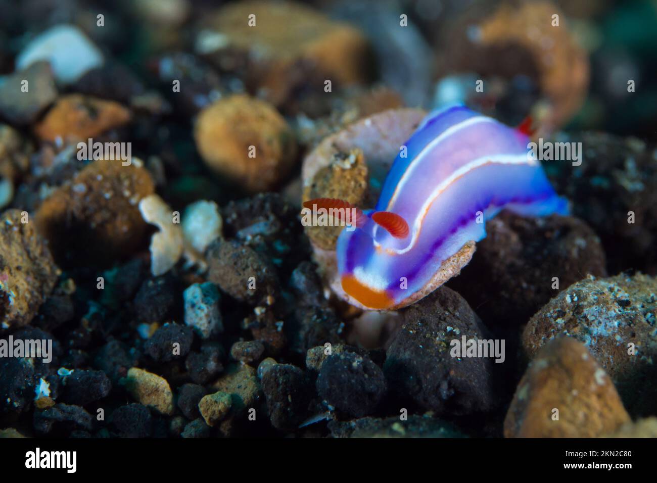 Colorful nudibranch sea slug crawling above coral reef in the Indo Pacific Stock Photo