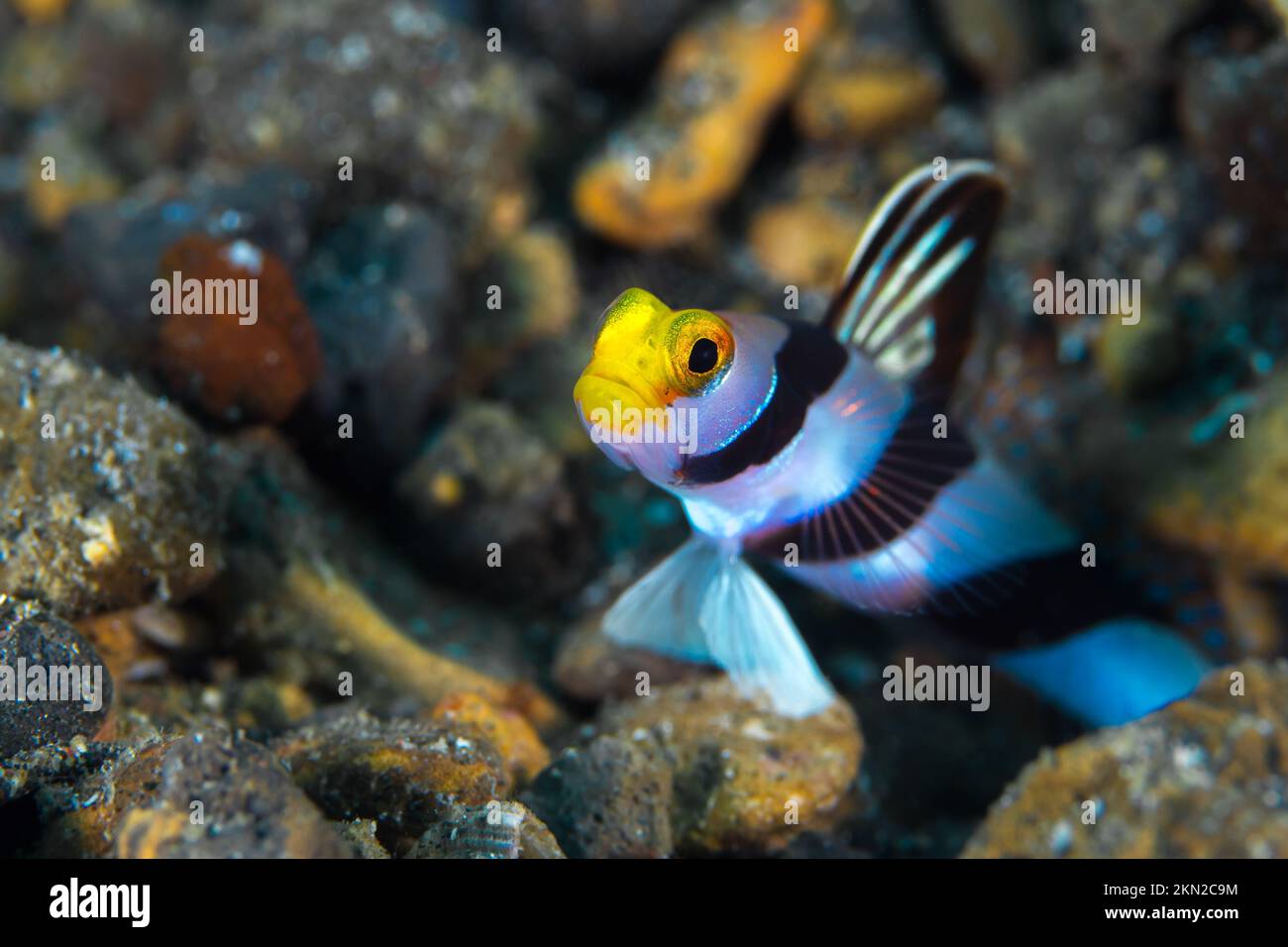 Beautiful colorful tropical saltwater goby - blennie on coral reef Stock Photo