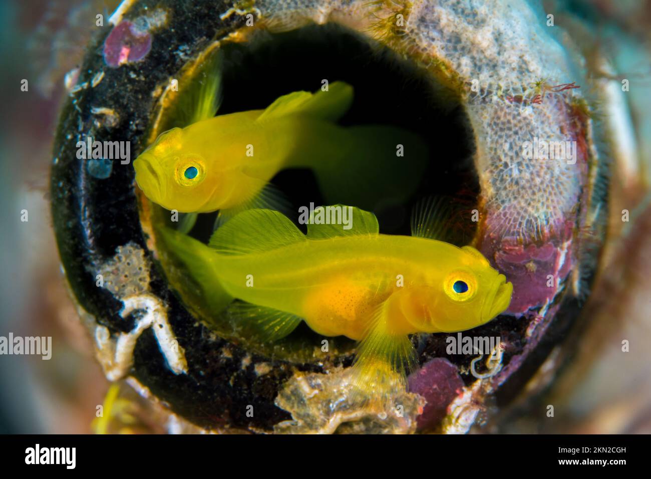 Beautiful colorful tropical saltwater goby - blennie on coral reef Stock Photo