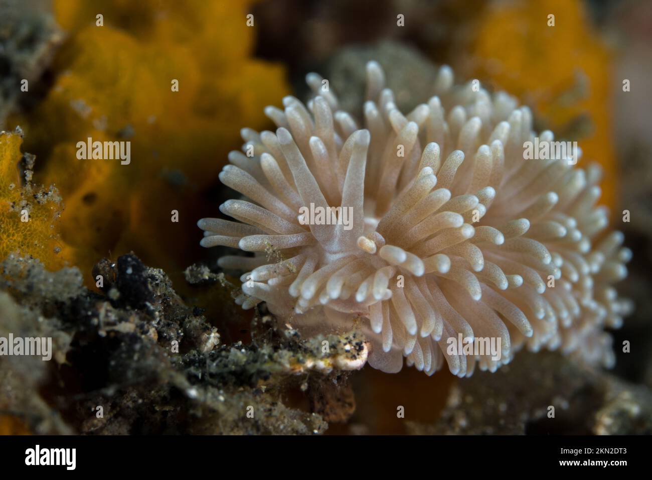 Cryptic nudibranch sea slug camouflages in with its surroundings on coral reef Stock Photo