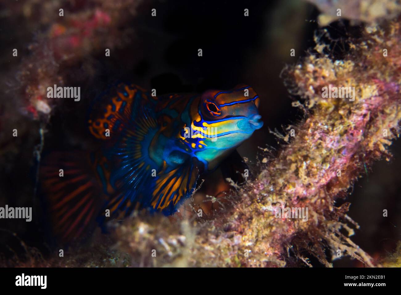 Rainbow coloured topical marine fish - mandarinfish mating above coral reef Stock Photo