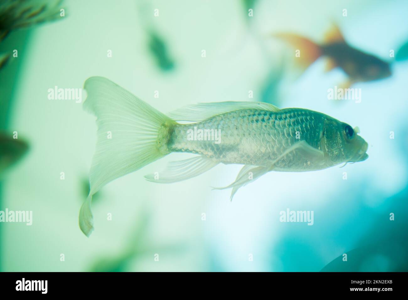 Colorful Fish Swimming In An Aquarium Stock Photo Alamy