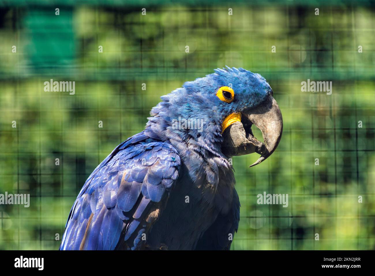 Gallery Detail: Hyacinth Macaw Anodorhynchus Hyacinthinus In Aviary Cage Occurrence