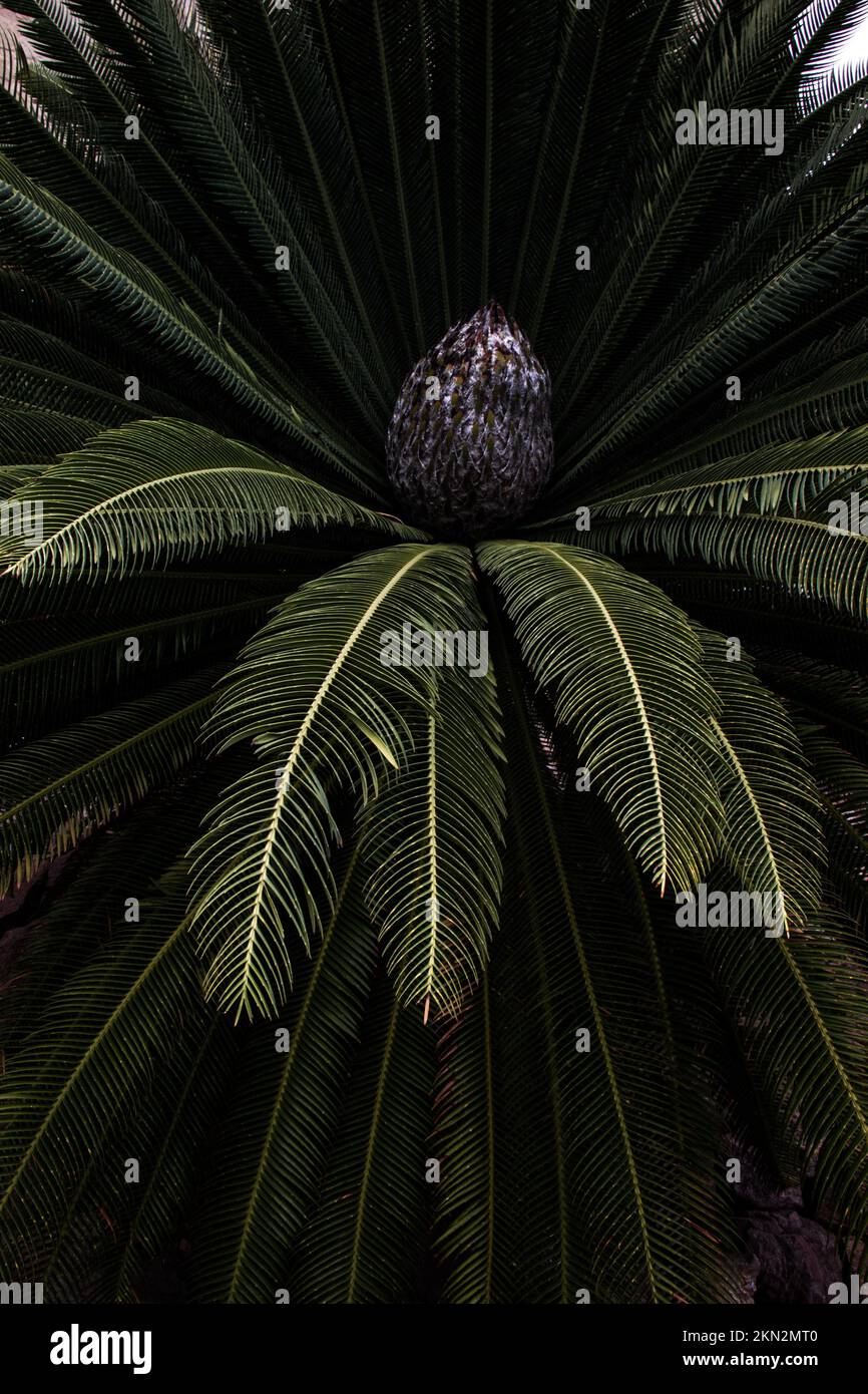 A Mexican cycad tree with a ripe fruit surrounded by the large tropical leaves Stock Photo