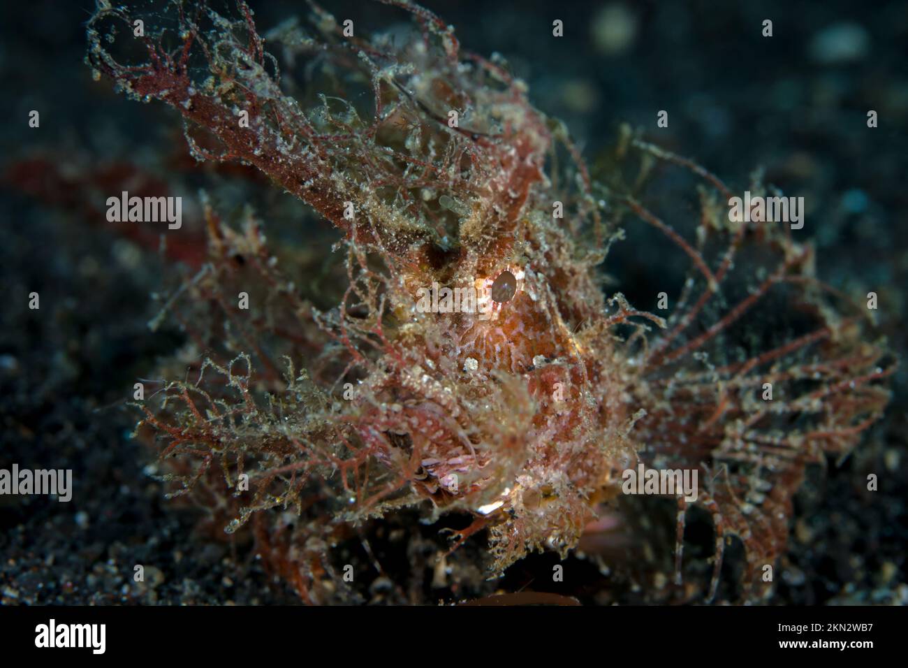 The cryptic Ambon Scorpionfish - Pteroidichthys amboinensis Stock Photo