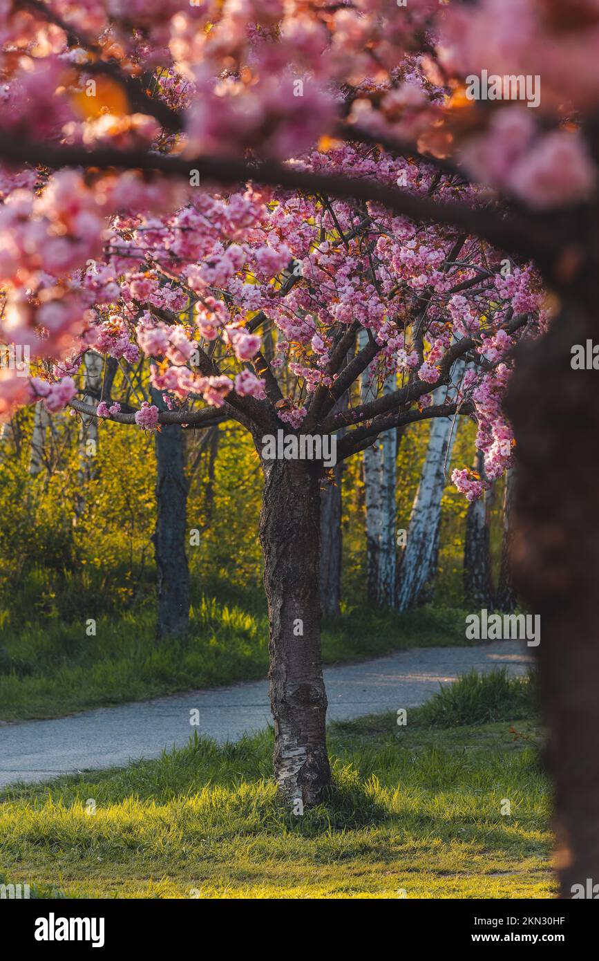 A beautiful cherry blossom under the sun beams Stock Photo - Alamy