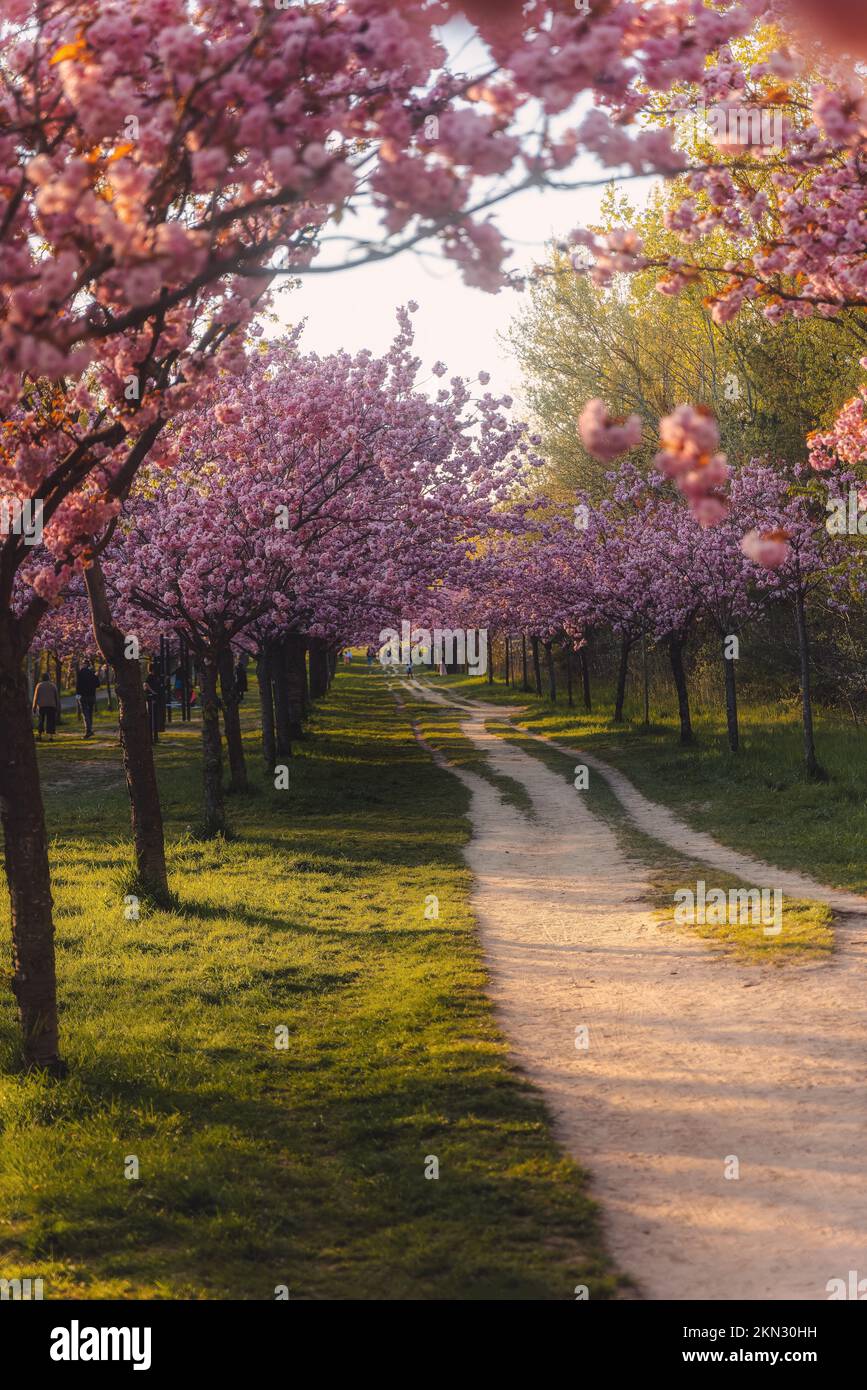 Path under cherry blossom trees hi-res stock photography and images - Alamy