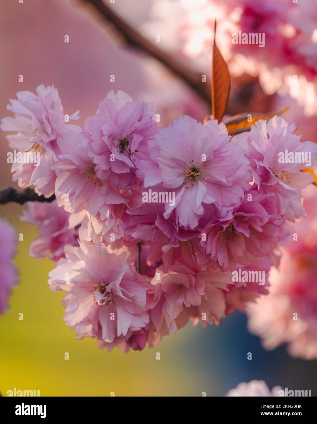 A beautiful cherry blossom under the sun beams Stock Photo - Alamy