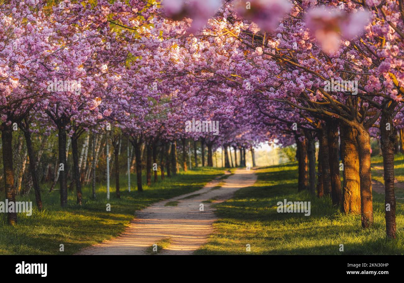 Under the cherry blossom trees hi-res stock photography and images - Alamy