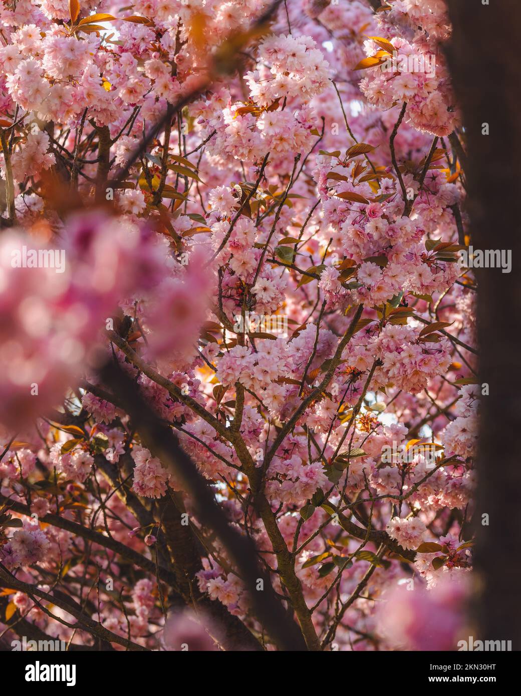 A beautiful cherry blossom under the sun beams Stock Photo - Alamy