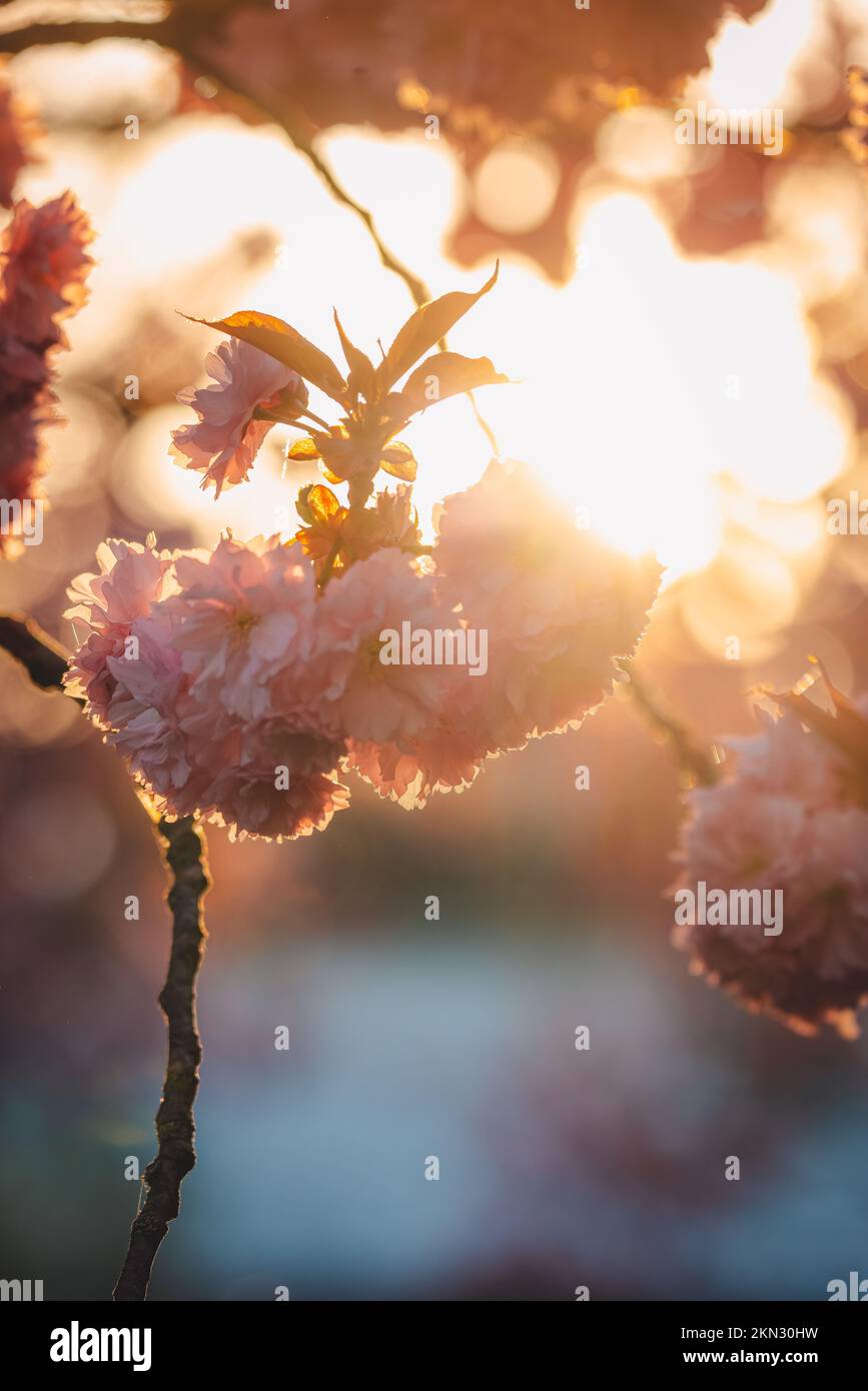 A beautiful cherry blossom under the sun beams Stock Photo - Alamy