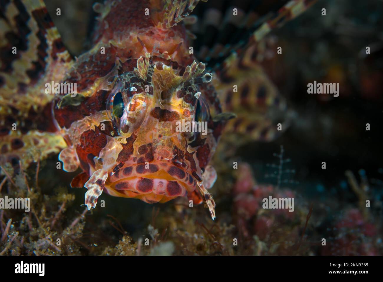 Lionfish portrait on coral reef in the wild Stock Photo