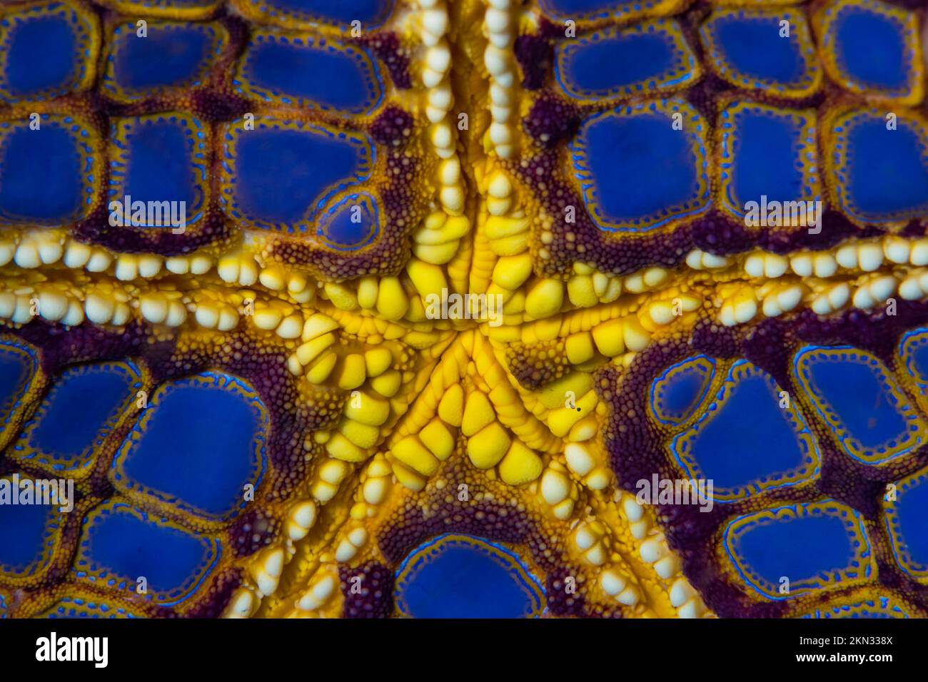 Close up detail of the scales of a seastar - starfish belly Stock Photo