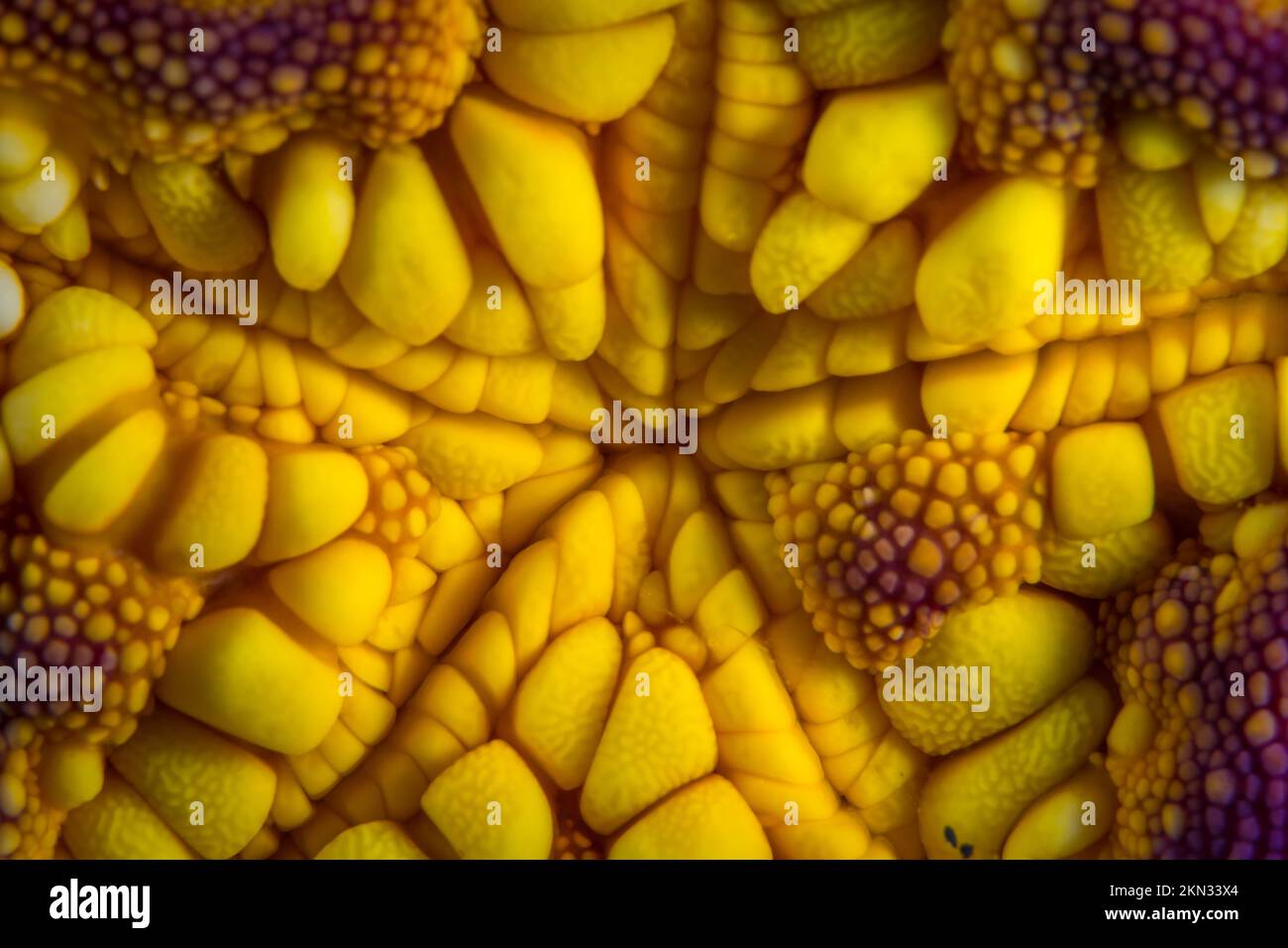 Close up detail of the scales of a seastar - starfish belly Stock Photo