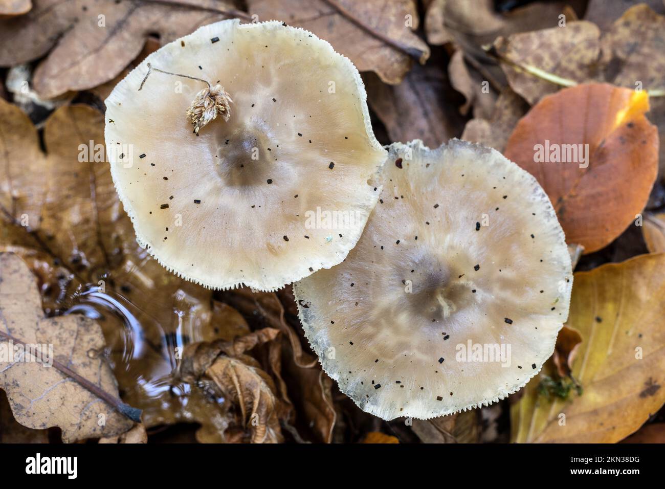 Butter Cap, New Forest, Hampshire, UK. Potentially edible Stock Photo