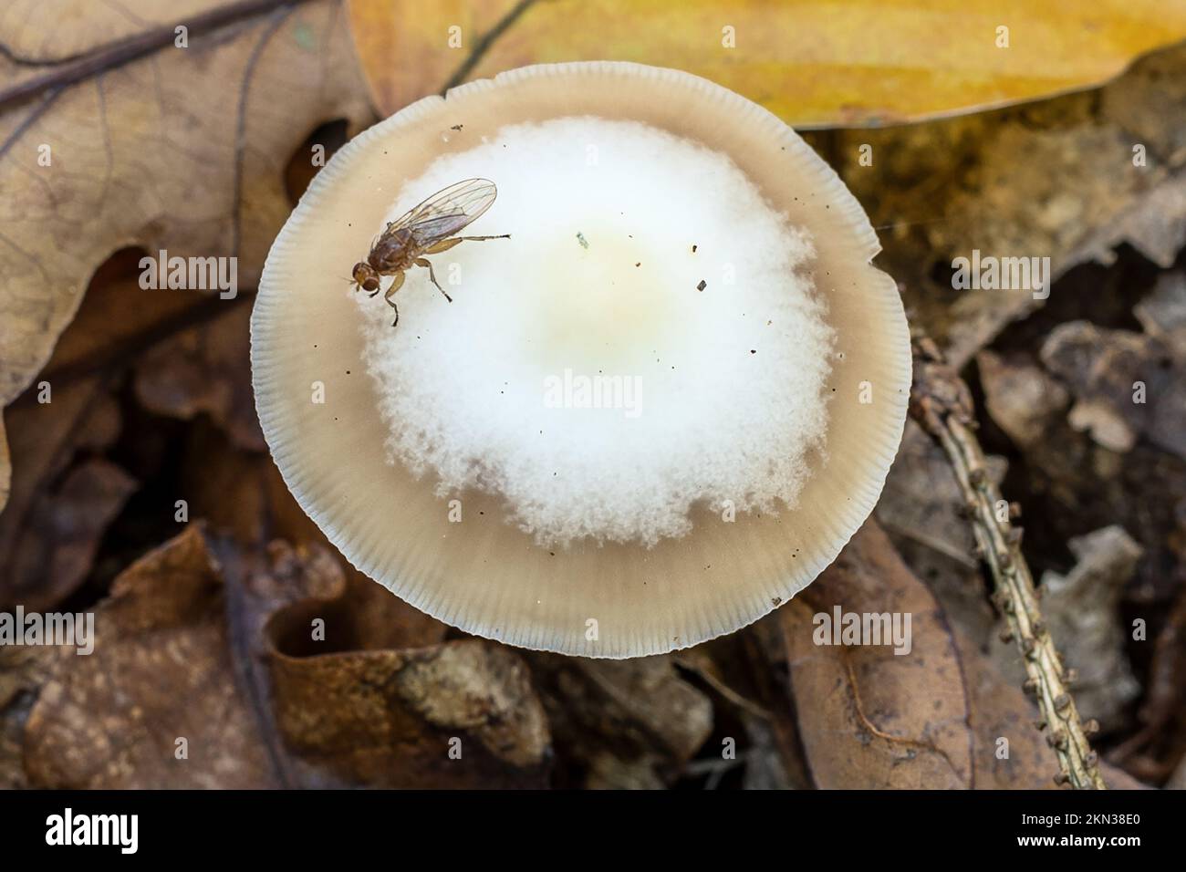 Butter Cap with fruit fly, New Forest, Hampshire, UK. Potentially