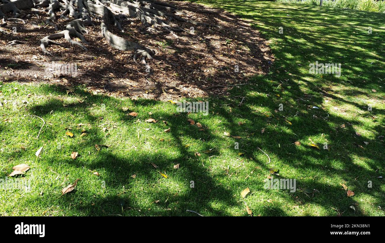 A big old fig tree in Pacific Park, Newcastle NSW, casts a repeating