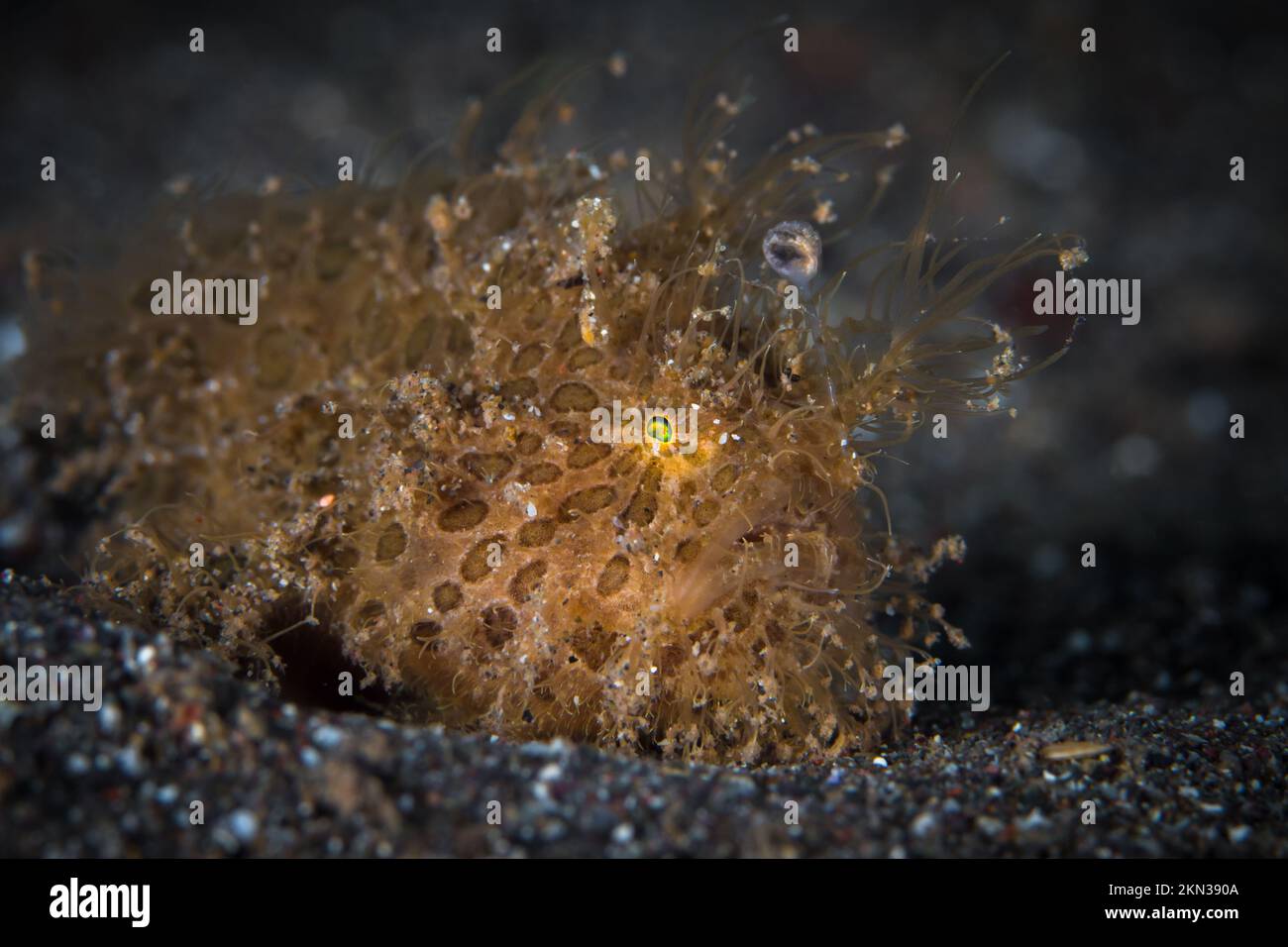 Hairy frogfish - Antennarius striatus on coral reef in the Indo pacific