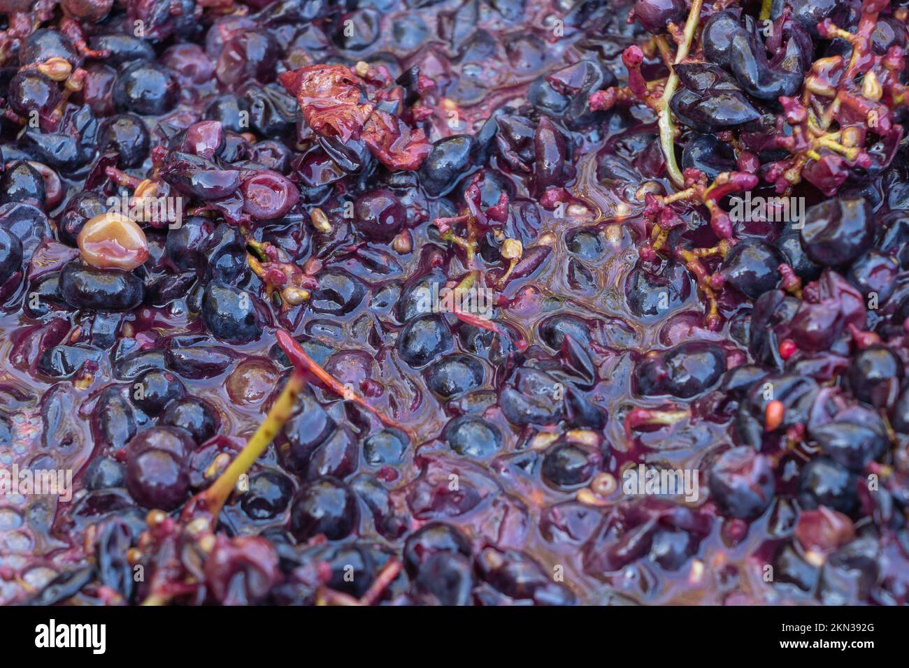 Red wine in the fermentation process concept making red wine at home