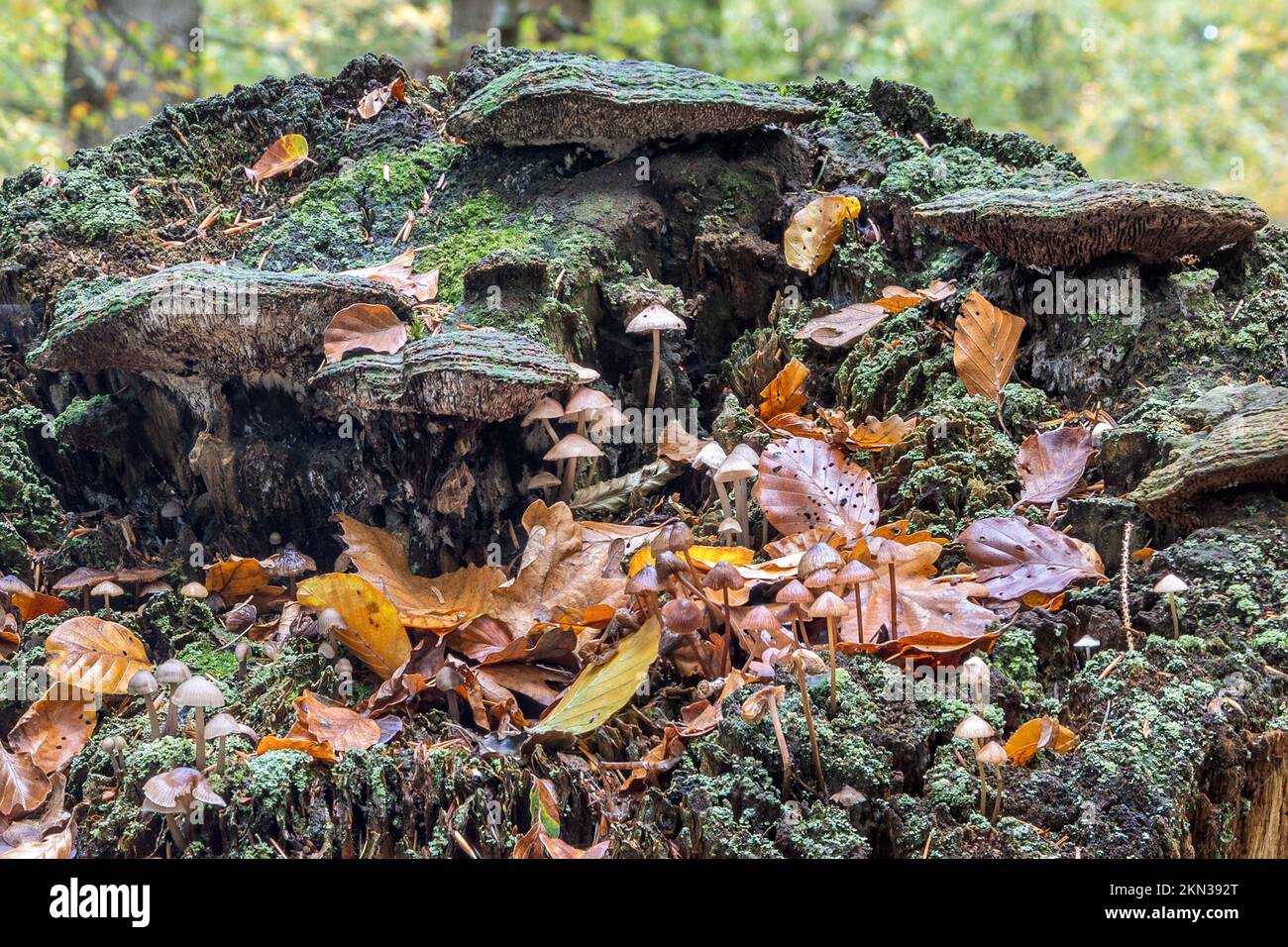Common Bonnet & Purplepore bracket, on fir tree stump, New Forest, Hampshire, UK. Inedible Stock Photo