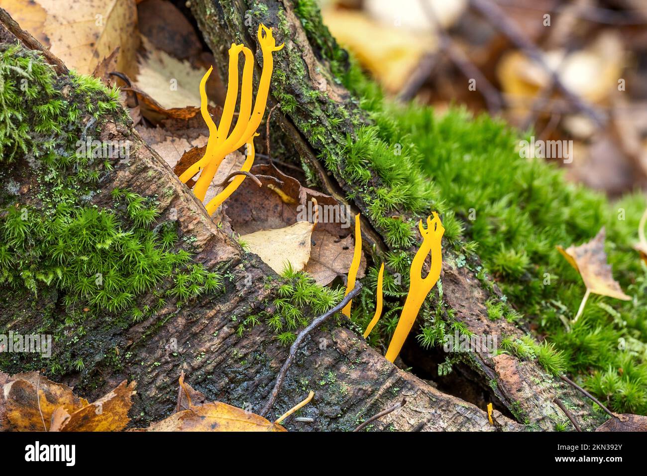 Golden Spindles, Clavulinopsis fusiformis, New Forest, Hampshire, UK. Inedible Stock Photo