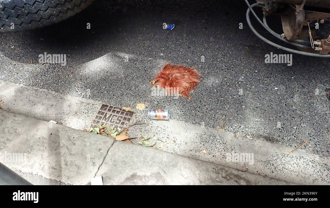 On a Sydney street under a truck, a discarded cheap toupee and a drink can lie in the gutter Stock Photo