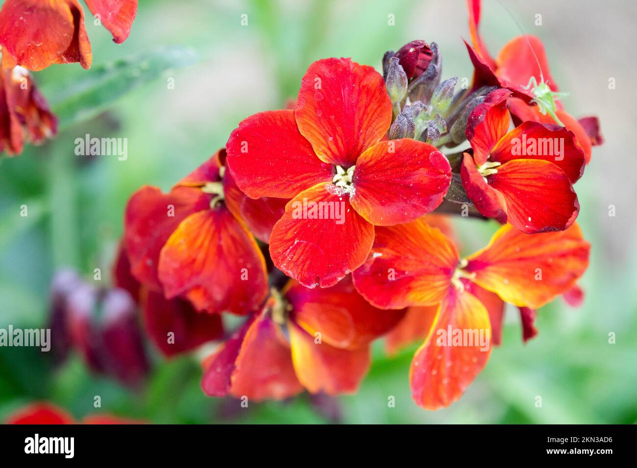 Common Wallflower, Erysimum cheiri 'Vulcan', Wallflower, Red, Flower, in Spring, Cheiranthus Stock Photo