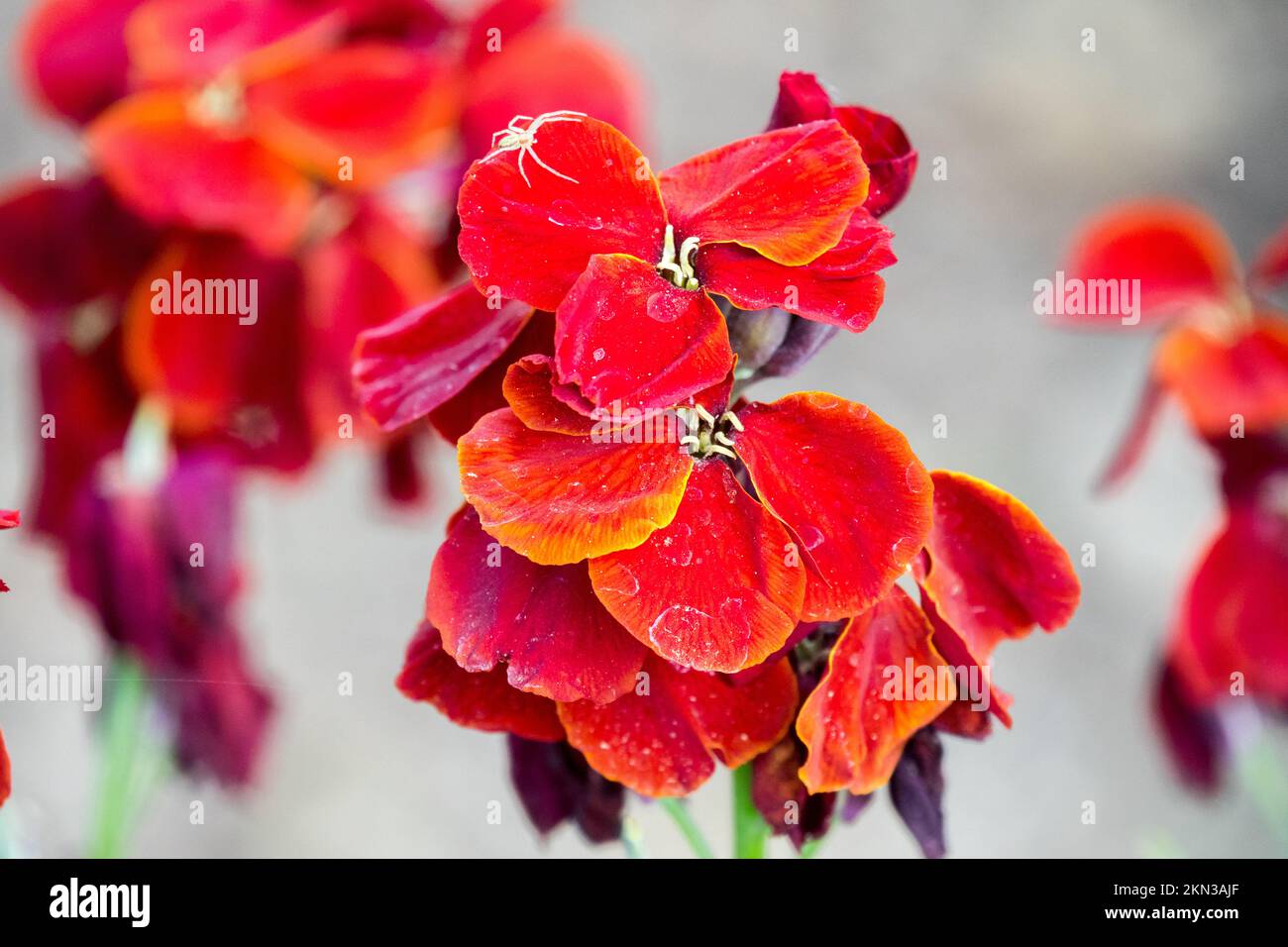 Common Wallflower, Erysimum cheiri, Red, Erysimum 'Vulcan', Cheiranthus, Spring, Flower Wallflower Vulcan Stock Photo