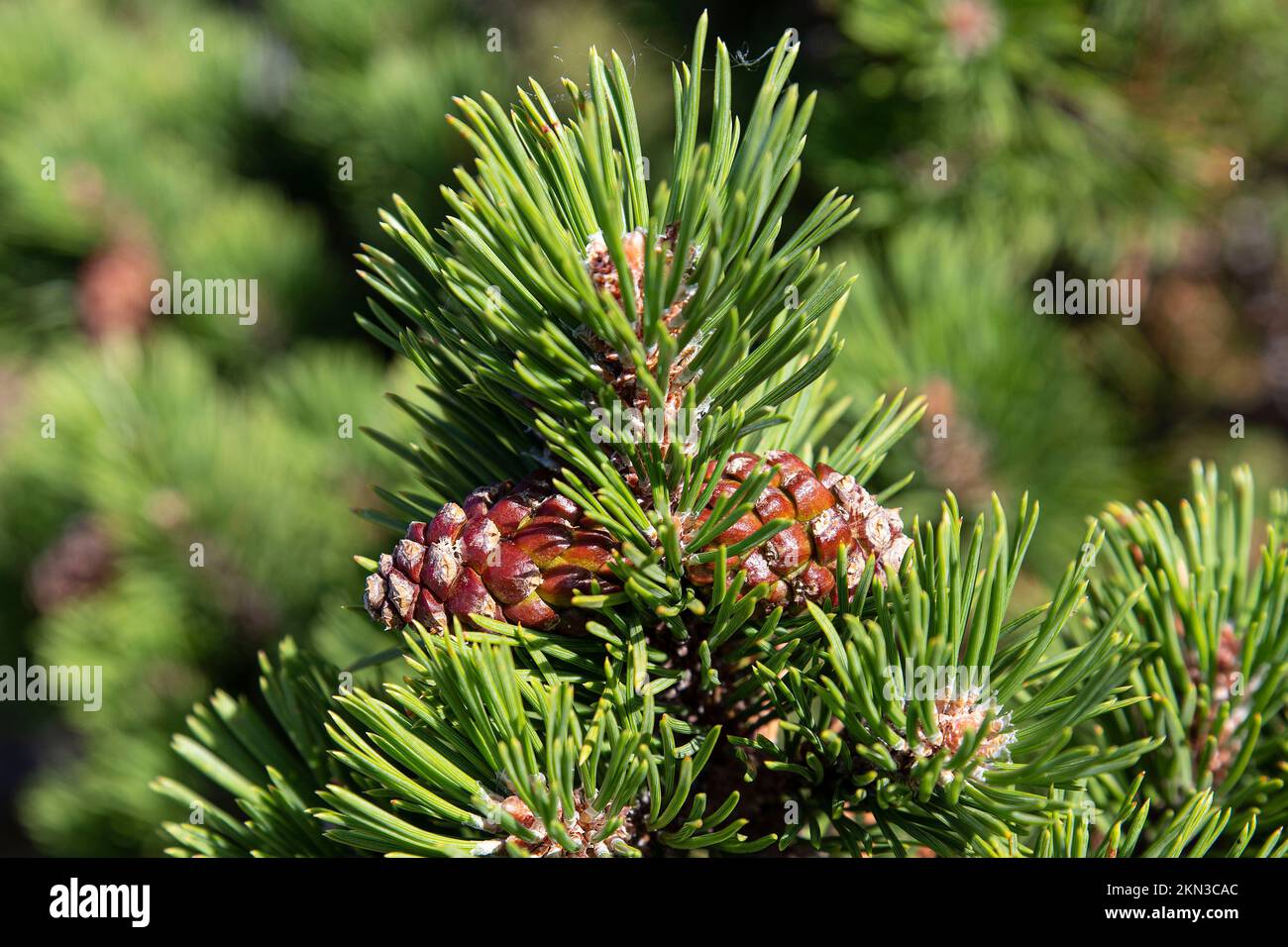 Pine branch with pine cones on it Stock Photo