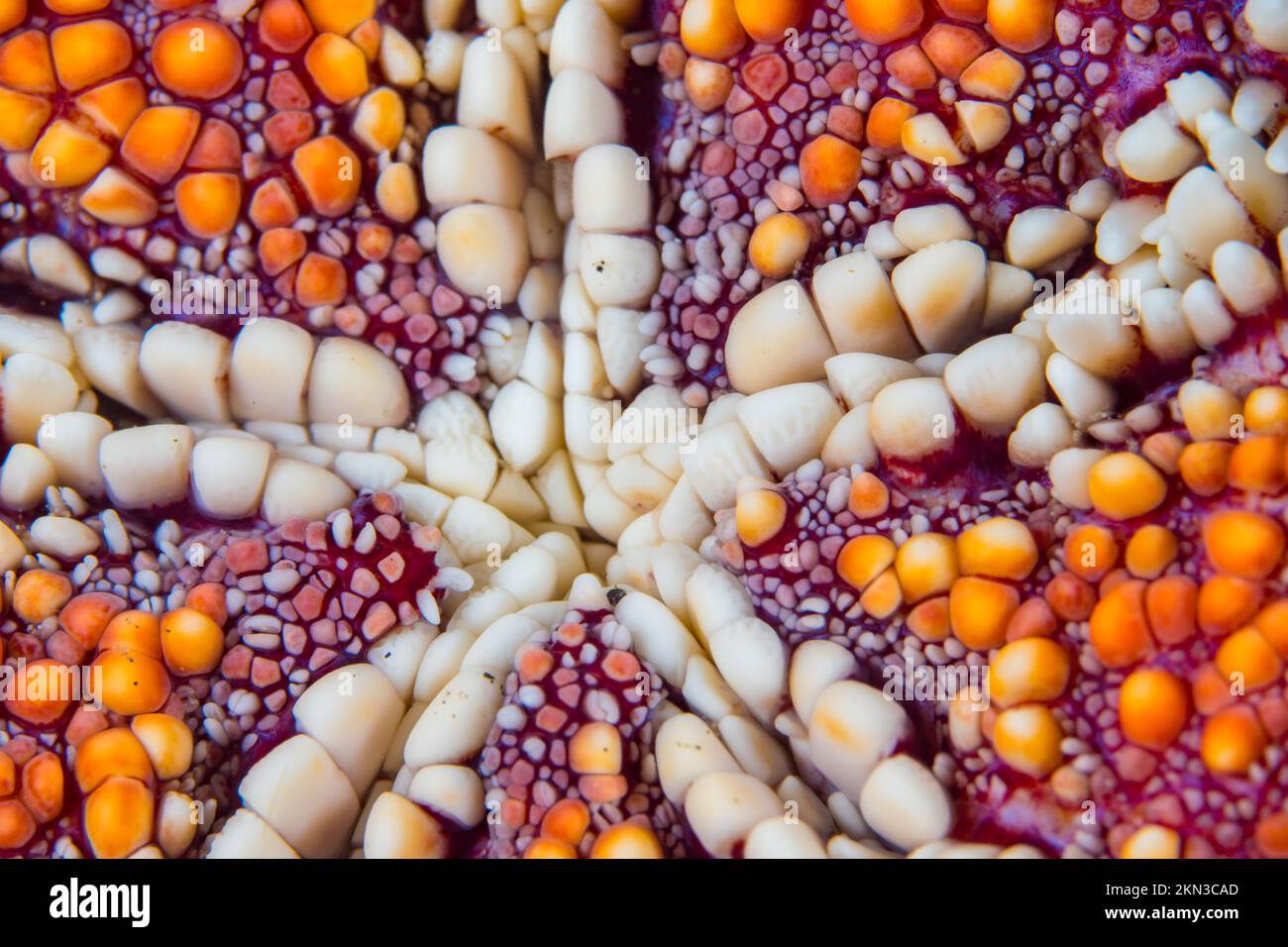 Close up detail of the scales of a seastar - starfish belly Stock Photo
