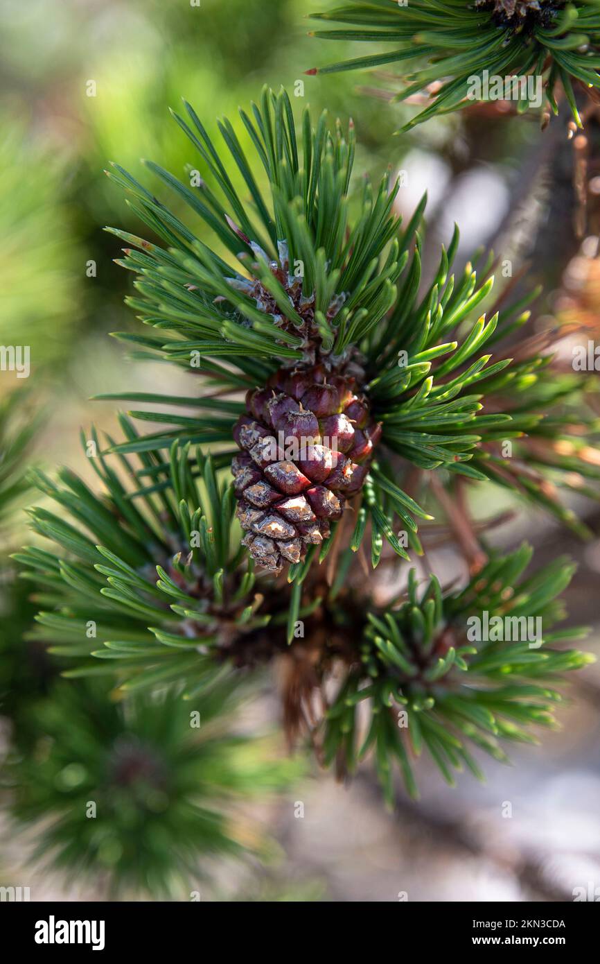 Pine branch with pine cones on it Stock Photo