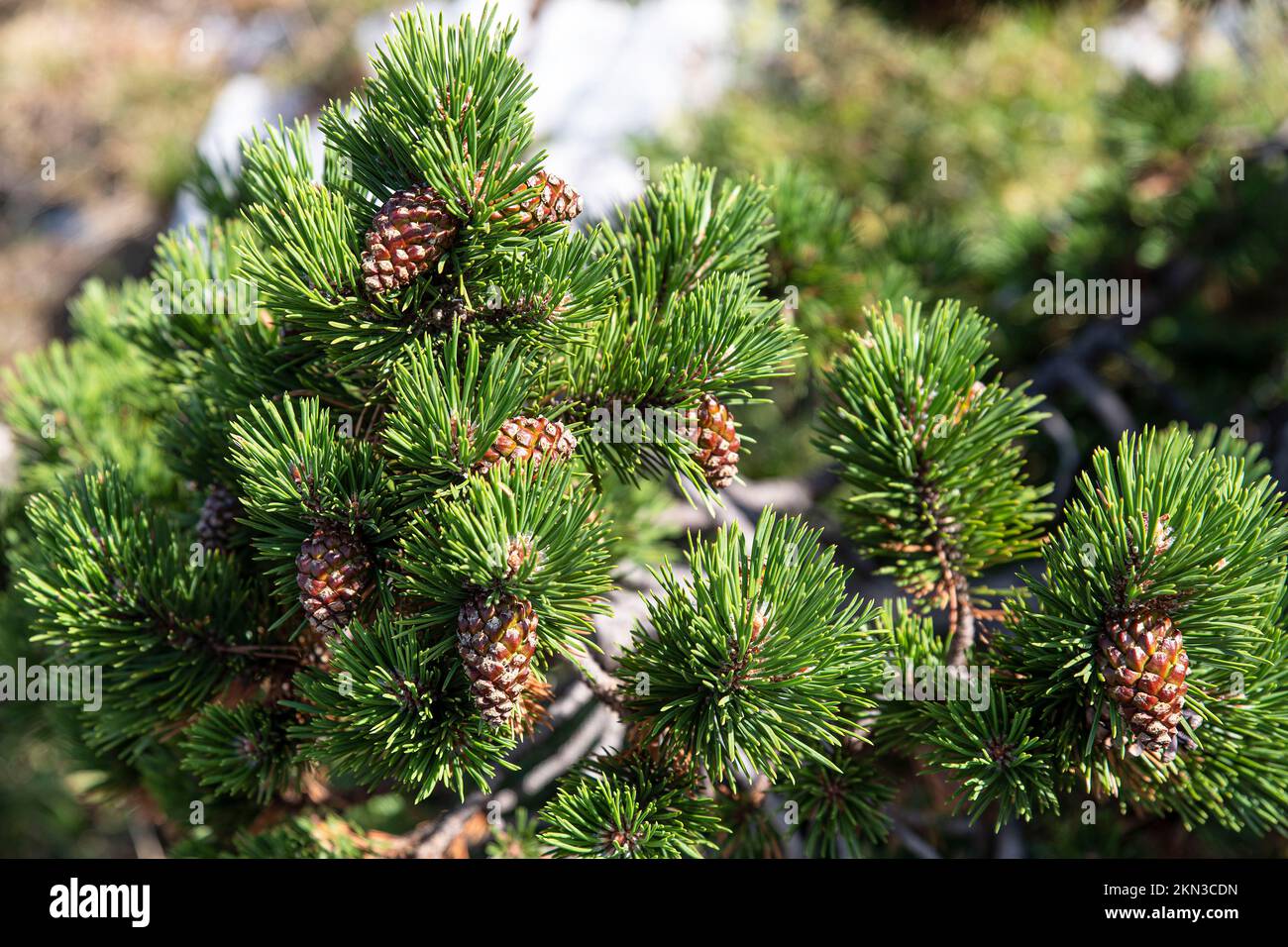 Pine branch with pine cones on it Stock Photo