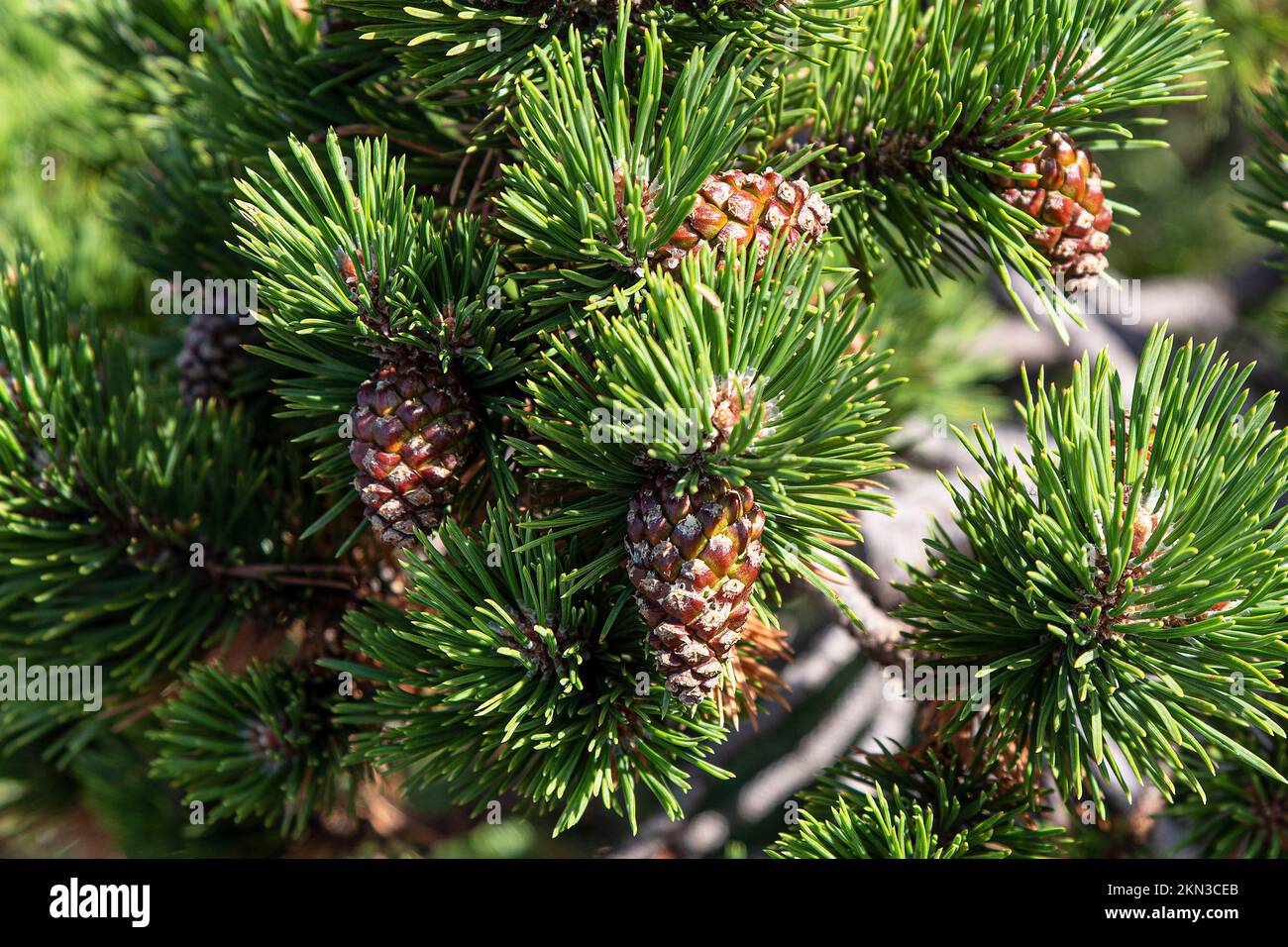 Pine branch with pine cones on it Stock Photo