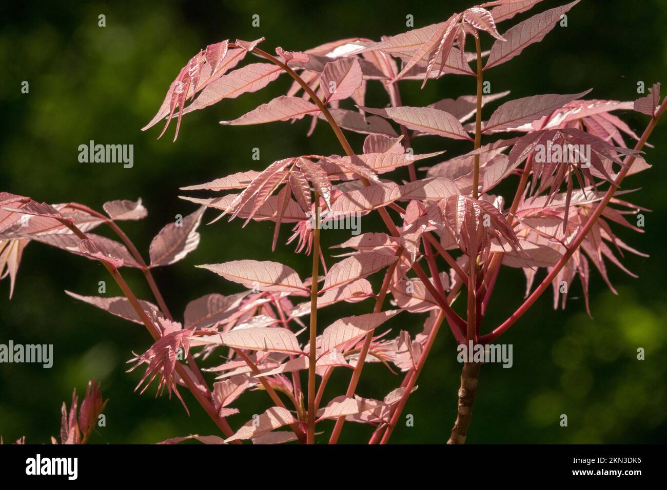 Beef and Onion Plant, Cedrela sinensis, Chinese Cedar, Chinese Mahogany, Chinese Toona sinensis Flamingo, Salmon, Colour, Leaves, Spring tree Stock Photo