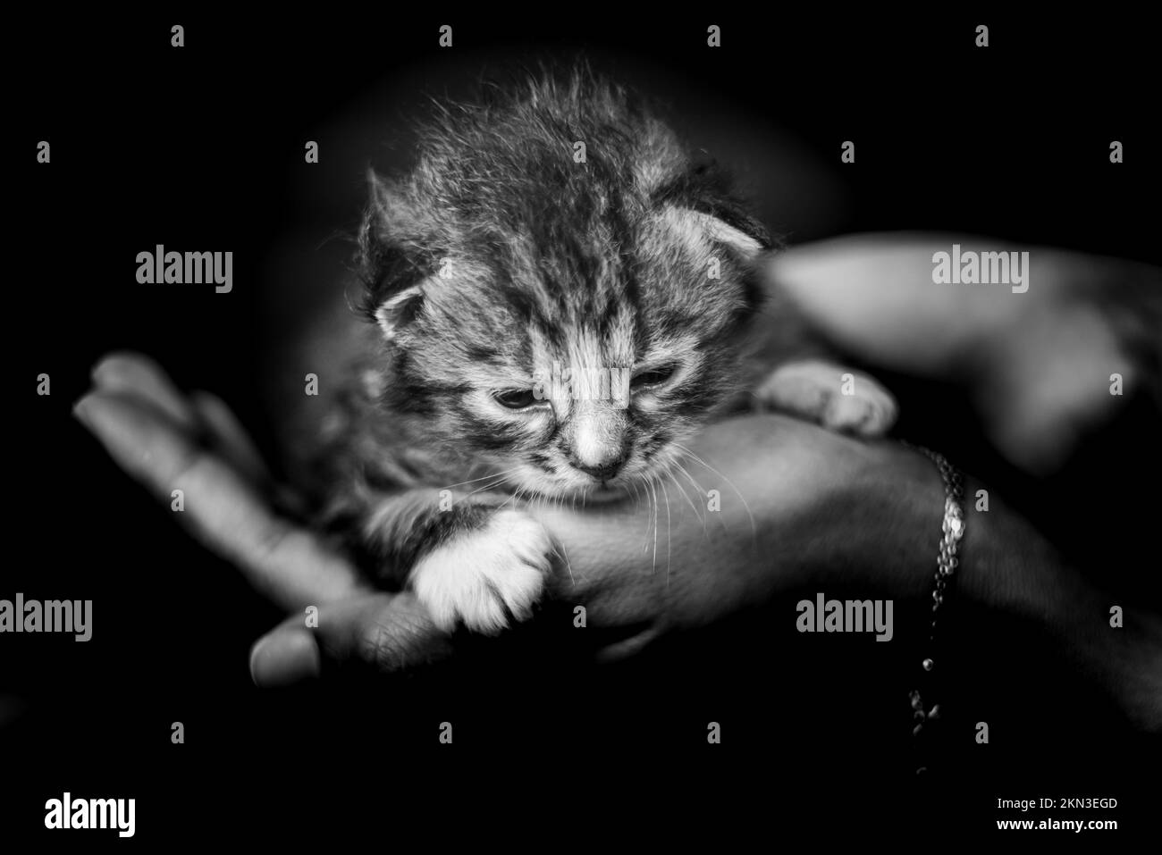 Baby kitten in a female human hand. Two weeks old newborn baby cat laying in the hand of a woman. Selective focus on the little pet. She look curious. Stock Photo
