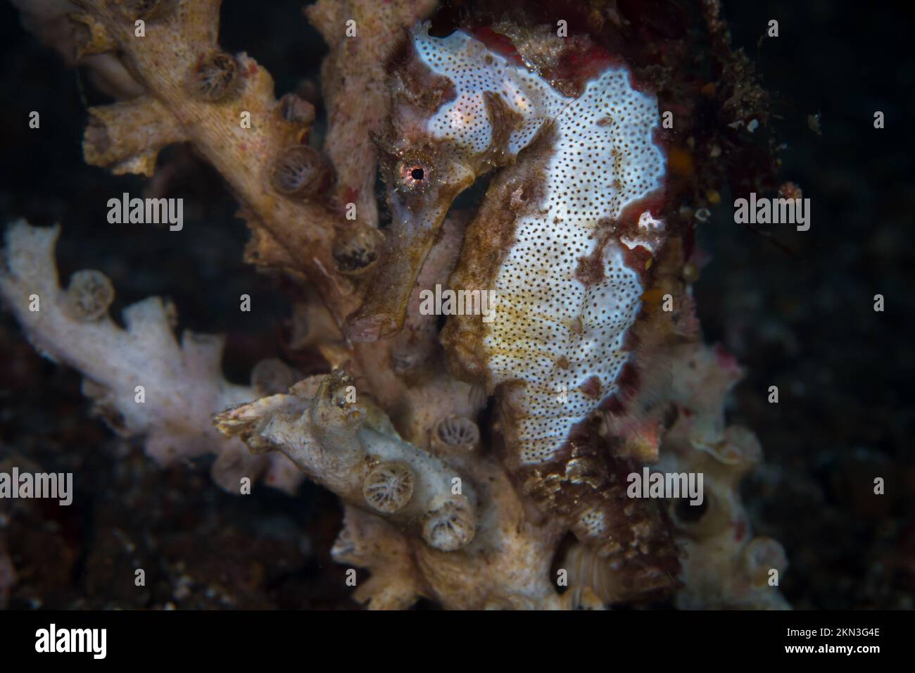 Beautiful colorful seahorse on coral reef in the Indo Pacific Stock