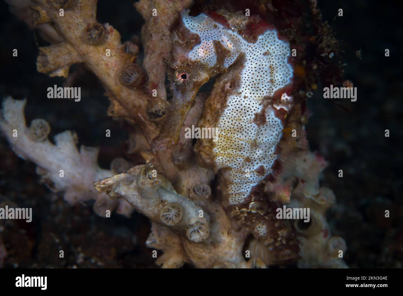 Beautiful colorful seahorse on coral reef in the Indo Pacific Stock Photo