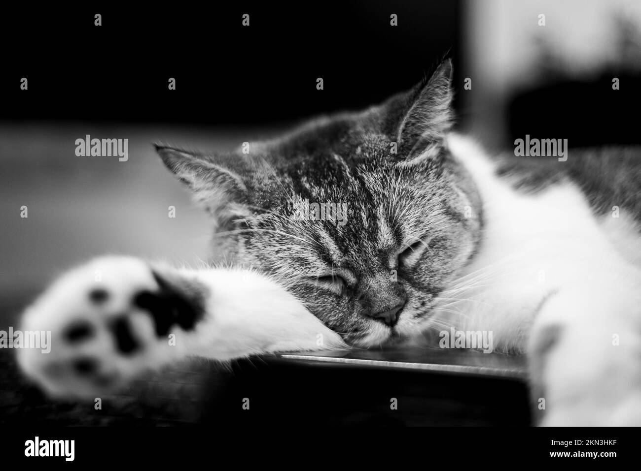 Black and white photo of a sleeping cat. Cat sleeping on a wooden table. Close up portrait on a sleeping cat. She tenderly lays her head on her paw. B Stock Photo