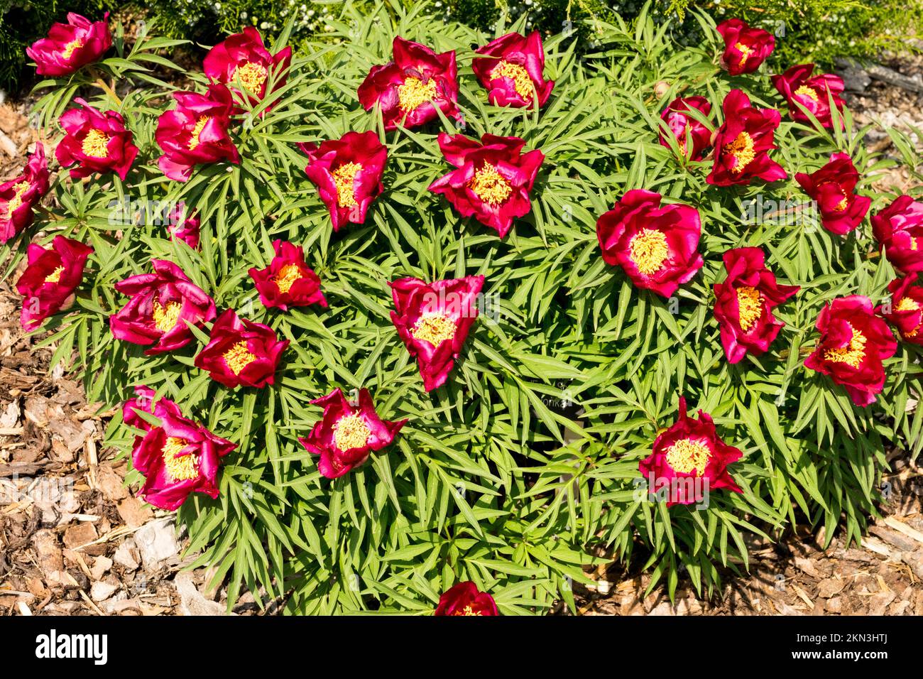 Fern Leaf Peony, Paeonia 'Early Scout', Peonies, Blooming Long-lived, Plant Paeonia Lactiflora x tenuifolia cultivar Stock Photo