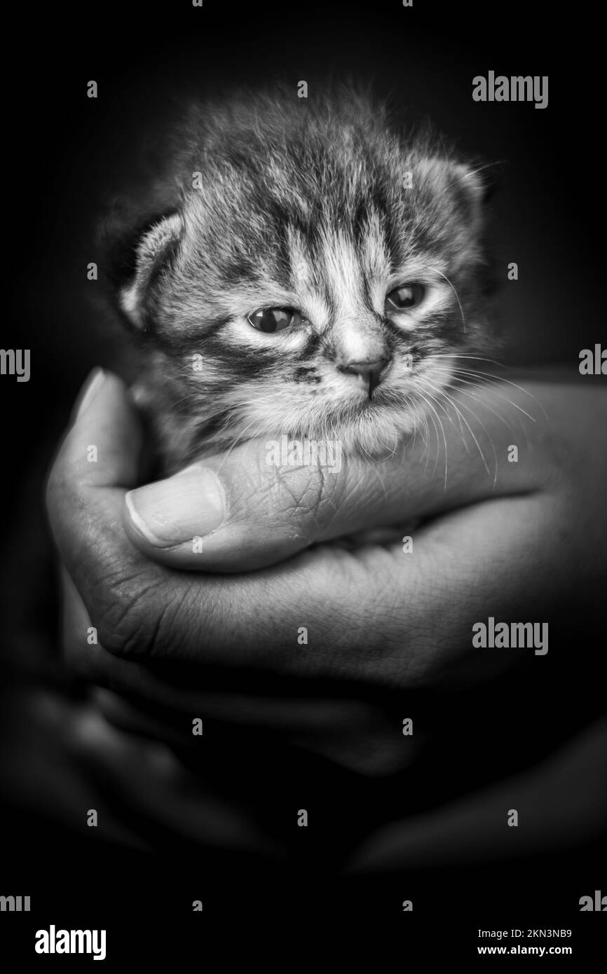 Baby kitten in a female human hand. Two weeks old newborn baby cat laying in the hand of a woman. Selective focus on the little pet. She look curious. Stock Photo