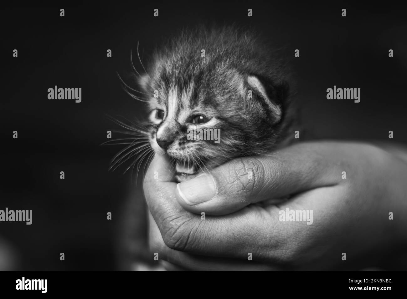 Baby kitten in a female human hand. Two weeks old newborn baby cat laying in the hand of a woman. Selective focus on the little pet. She look curious. Stock Photo